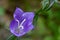 Forest blue flower bell revealed its pristine beauty for display.