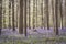 Forest with bluebells