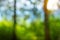 Forest blur bokeh background