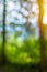 Forest blur bokeh background