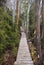 Forest Boardwalk