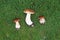 Forest Boletus edulis lying on the grass. Penny bun, cep, porcino mushrooms gathered