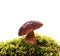 Forest boletus mushroom on white   background