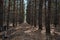 Forest, branch, pine cone, needles, needles, tree trunk, cone on a branch