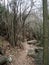 Forest branches wood stones autumn