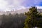 Forest in Breckenridge, Colorado