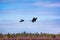 Forest-breeding bean geese on background of summer blue sk