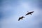 Forest-breeding bean goose - couple of breeding geese