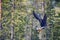 Forest-breeding bean goose female in forest