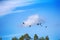 Forest-breeding bean goose - Flock over forest.