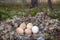 Forest-breeding bean goose nest