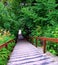 forest, bridge, nature, path, park, wood, wooden, green, tree, trees, trail, footpath, landscape, walkway, jungle, garden, way