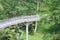 Forest Bridge In Singapore