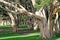 A forest of broad-leaved paperbark trees in Australia.