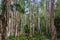 Forest of broad-leaved paperbark trees Melaleuca quinquenervia - Tree Tops Park, Davie, Florida, USA