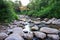 Forest Brook. A beautiful summer evening landscape