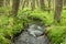 Forest brook flows among the mighty trees