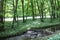 Forest with brook between Mmajdan and Rybaren in Majdan Male Karpaty mountains near Horne Oresany, west Slovakia