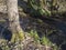 Forest brook, water stream with beautiful white wood anemone flower, Anemone nemorosa,moss covered stones and trees in