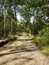 Through the forest from Bucklers Hard, New Forest UK