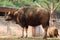 Forest Buffalo in Indira Gandhi Zoological Park