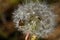 Forest bug on a dandelion