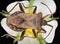 Forest Bug, Red-legged Shieldbug, Pentatoma rufipes