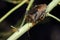 Forest bug or red-legged shieldbug Pentatoma rufipes
