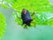 Forest bug, red-legged shieldbug Pentatoma rufipeson a green leaf