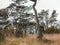 Forest in Bulnes Fort, Punta Arenas, Chile with dry grass and trees