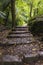 Forest of Busaco, ancient and fenced arboretum in the Central Portugal