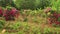 Forest Bushes in Pink Blossom along Sideroad