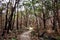 Forest After Bushfire In Granite Belt, Queensland