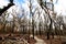 Forest After Bushfire In Granite Belt, Queensland