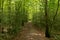 Forest on the Camino de Santiago by Roncesvalles