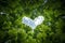 Forest canopy, bottom view, sky forms a heart shape Beautiful