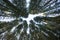 Forest canopy of dense spruce forest against blue sky, unique view from below