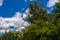 Forest canopy in Mako near the river Maros