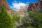 Forest in Canyon of Zion