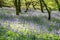 Forest carpet of bluebell flowers