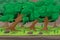 Forest Cartoon Outdoor Background Design Vector