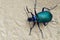 Forest Caterpillar Hunter beetle in sand.