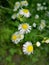 Forest chamomiles  blossom on green grass background