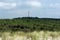 Forest in Charente maritime coast