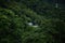 Forest of China, tree, mountain