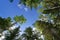 Forest in Cibola National Forest at Sandia Crest