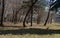 Forest in a city Park with crooked trees in early spring, illuminated by sunlight