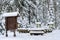 Forest classroom in snow