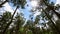 Forest clearing with birds flying over the trees