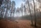 Forest clearing with logs in foggy morning